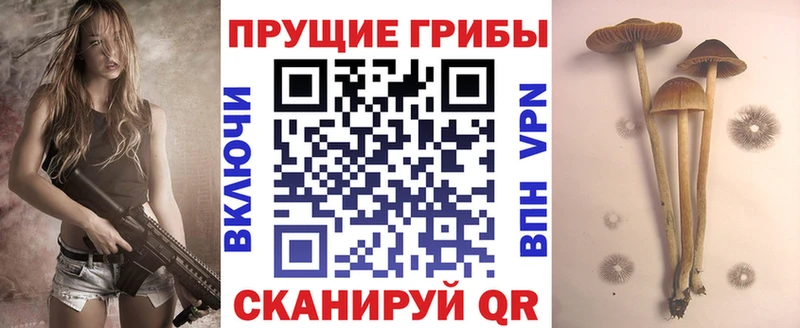 Галлюциногенные грибы Psilocybine cubensis  где найти   Кировград 
